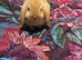 Mini lop male