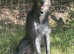 2yr old Deerhound available for Stud