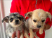 Cute puppys