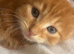 3 female kittens