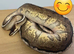 Adult male Royal pythons