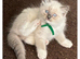 6 gorgeous Ragdoll kittens ready to leave now 2 boys and 4 girls