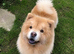 Luna, Stunning Young Female Chow Chow, Calm Loyal Girl, Right Home Only