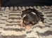 Kc Pembroke corgi puppies