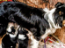 Border Collie pups raised on farm