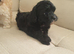Adorable maltipoo mixbreed puppies