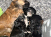 4 stunning lhasapoos