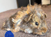 gorgeous baby guinea pigs