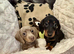 Dachshund extra miniature
