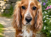 Working sprocker spaniels 4 GIRLS LEFT ONLY