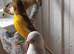 Canaries x4