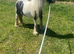 Selling my girl called lady
