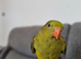 Rock pebbler - regent parrot