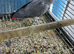 Breeding male African grey