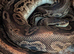 Adult royal python