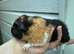 Baby teddy guineapigs AVAILABLE