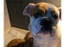 Old Tyme English bulldog cross boxer puppies