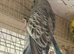 Budgies