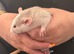 Baby dumbo rats available