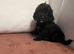 F1 cavapoo puppies