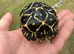 Indian Star Tortoises