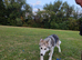 Rehome Siberian husky 8 months old