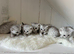 Stunning Snow Spot Kittens