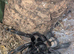 Venezuelan Sun Tiger Tarantula