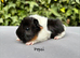 Beautiful baby boy guinea pigs to reserve