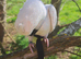 Cockatiel friendly tame