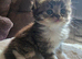 Beautiful British long haired kittens