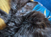 Stunning little male kitten