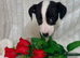Jack Russell one beautiful boy available