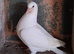 Pigeons for sale
