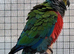 Beautiful Semi Tame Crimson Bellied/Scarlet breasted DNA sexed male