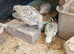 2 female 1 male snow white bobtails £70