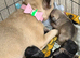 Beautiful French Bulldog Puppies For Sale – Ready Soon (first week in June)