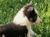 Border Collie pups raised on farm