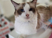 Pure Ragdoll kittens.1 male available.
