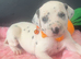 Beautiful Dalmatians for sale