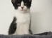 Kittens for sale