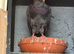 Pigeon for sale