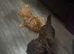 Beautiful Toy poodle puppies.
