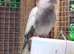 Three young cockatiels for sale in Maidstone