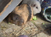 3 female guinea pig
