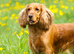 Cocker spaniel