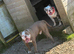 Bulldog puppies 10 weeks boys 5 available