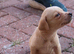 KC Labrador pups ready for homing now.