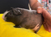 Guinea Pig Father & Son &ndash; Looking for a Loving Home ️
