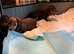 Miniature Dachshund